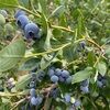 busterblueberry